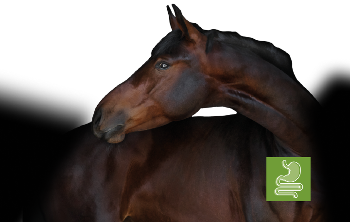 Kat equinova verdauung